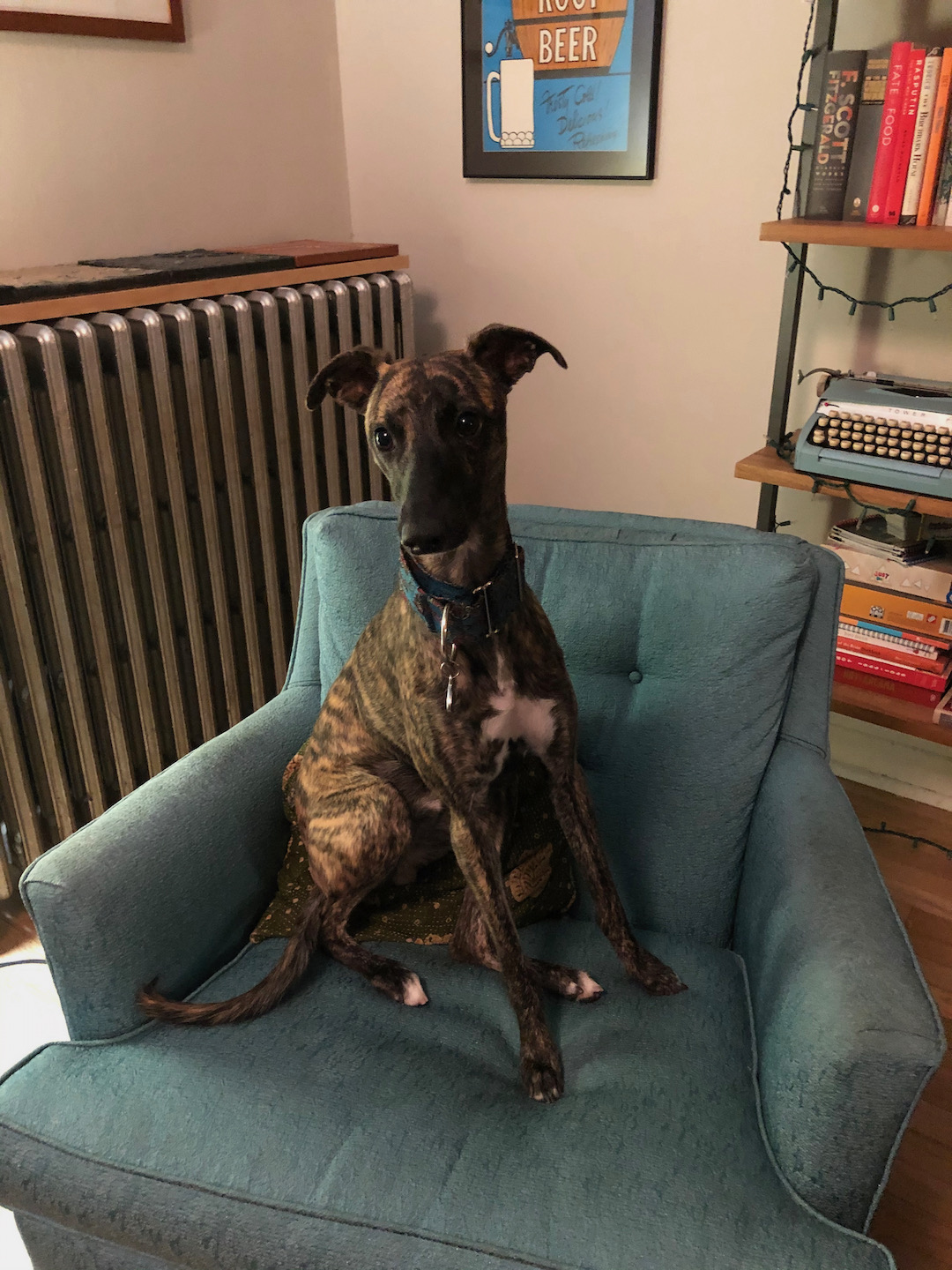 Snippet the Whippet